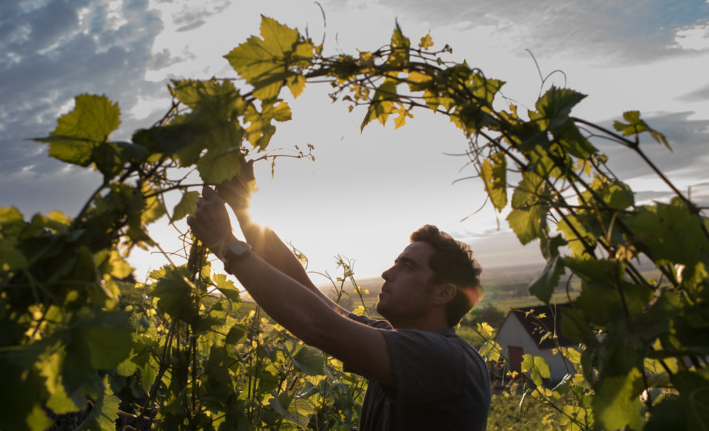 Volnay Seduction: Jean-Marc Bouley Clos des Chênes